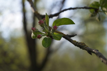 branch of a tree