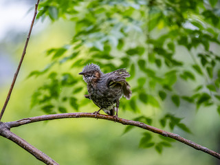 Preening brown-eared bulbul in a tree 2