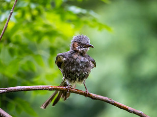 Preening brown-eared bulbul in a tree 3
