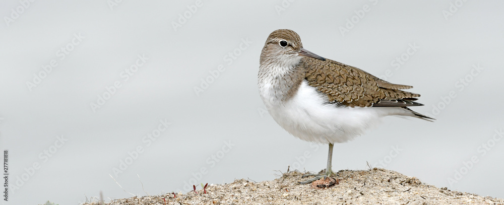 Wall mural Flussuferläufer (Actitis hypoleucos) - Common sandpiper