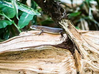Japanese grass lizard on a log 1