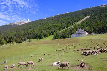 Obraz premium Le Mont Serein