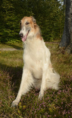 Portrait of a sitting Borzoi dog.