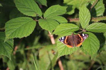 wild butterfly on a leaf 