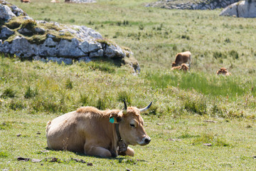 Fototapeta premium Cows in the Picos de Europa