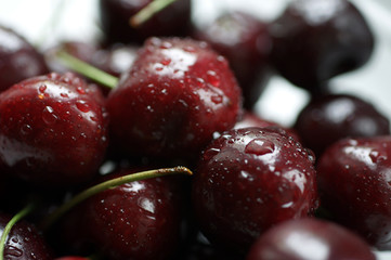 Dark red cherries with water drops