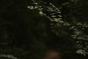 green leaves on the tree