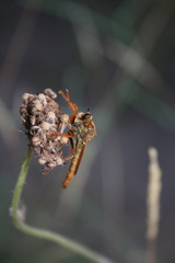 Aggressive fly (asilidae) sits on a dry flower