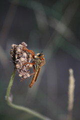 Aggressive fly (asilidae) sits on a dry flower
