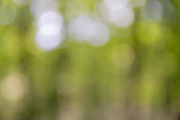 Obraz premium background blurred from trees seen from below, wide angle