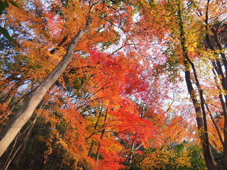紅葉の季節到来