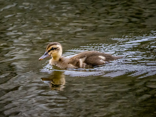 eastern spot-billed duckling swimming in a fountain