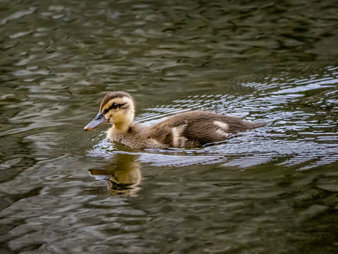 eastern spot-billed duckling swimming in a fountain