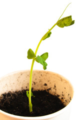 Young pea sprout on a white background