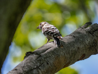Japanese pygmy woodpecker on a tree 7