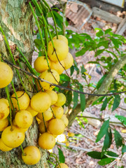 Top view, Thai fruit rambeh on the rambi tree
