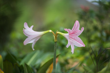The pink Amaryllis are blooming in the field.