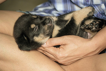 Black puppies, dogs are good friends of humans.