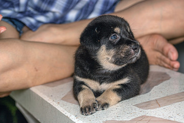 Black puppies, dogs are good friends of humans.