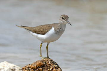 Flussuferläufer (Actitis hypoleucos) - Common sandpiper
