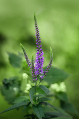 Beautiful purple flower Veronica spicata on green blurred background close-up. Speedwell in a meadow, close-up. Meadow and field flowers