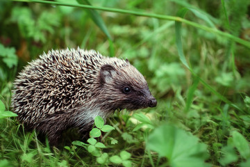 Cute little hedgehog in the forest closeup. Gray prickly hedgehog on a green background,...