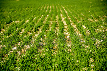 grass