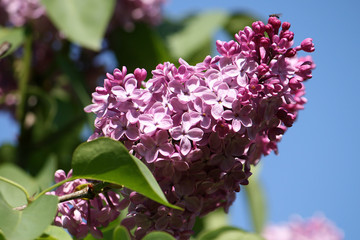 A bunch of lilacs of the cultivar 