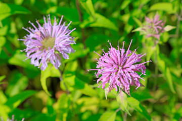 Fototapeta premium American peppermint in the botanical garden