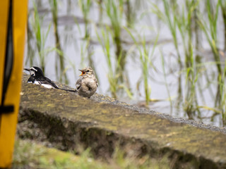 Juvenile white wagtail being fed beside a rice paddy 2