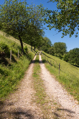Hiking trails in the landscape by Muenstertal