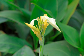 Canna flowers in the botanical garden