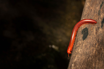 Millipedes,small animals in Asia's rain forest