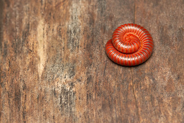 Millipedes,small animals in Asia's rain forest