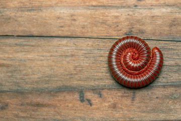 Millipedes,small animals in Asia's rain forest