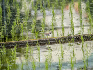 little ringed plover in rice paddies