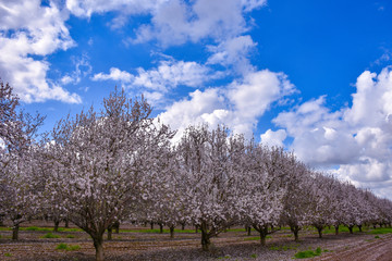 Fototapeta premium tree in spring