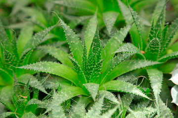Aloe plants in the botanical garden