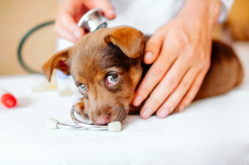 puppy at the vet, veterinary clinic