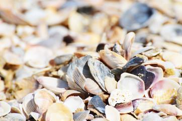 Seashell background,many sea shells close up,summer photo