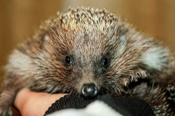 Hedgehog lying on his hand