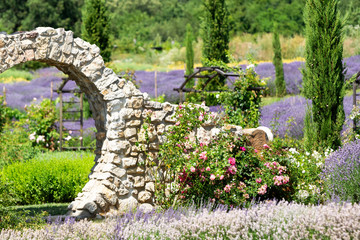 Lavender field at Lake Balaton, Hungary