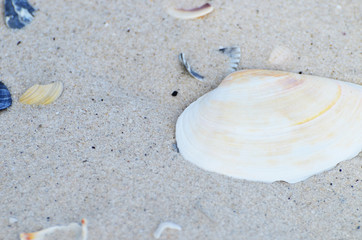 Fototapeta na wymiar Close up Seashell ,top view,summer rest photo