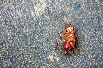 Cockroaches are dead on dirty floors.