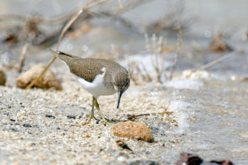 Flussuferläufer (Actitis hypoleucos) - Common sandpiper