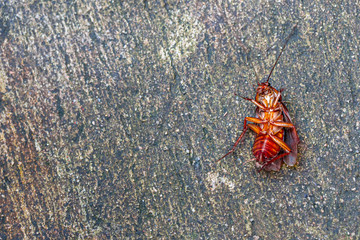 Cockroaches are dead on dirty floors.