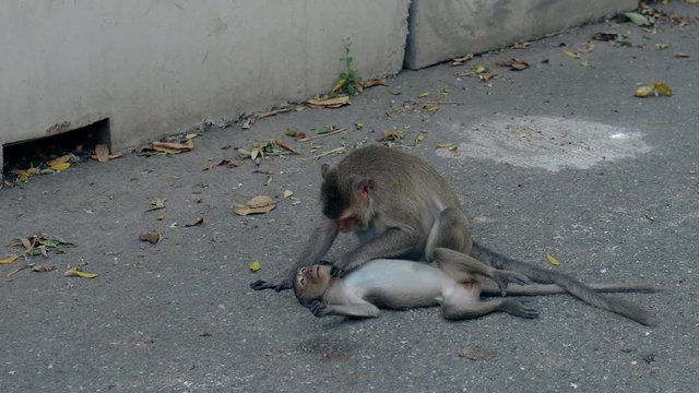 funny brown monkey collects bugs on lying small macaque on asphalt road on tropical day close view