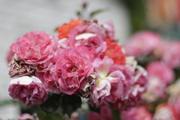 flower, pink, nature, rose, flowers, garden, plant, blossom, bloom, beauty, beautiful, red, green, flora, petal, summer, floral, bouquet, leaf, spring, white, roses, closeup, love, bush