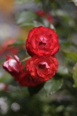 rose, flower, red, garden, nature, green, beauty, plant, flowers, love, pink, flora, blossom, beautiful, summer, petals, roses, bud, romance, bloom, macro, floral, red rose, valentine, petal