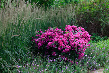 Triangle plum in the botanical garden